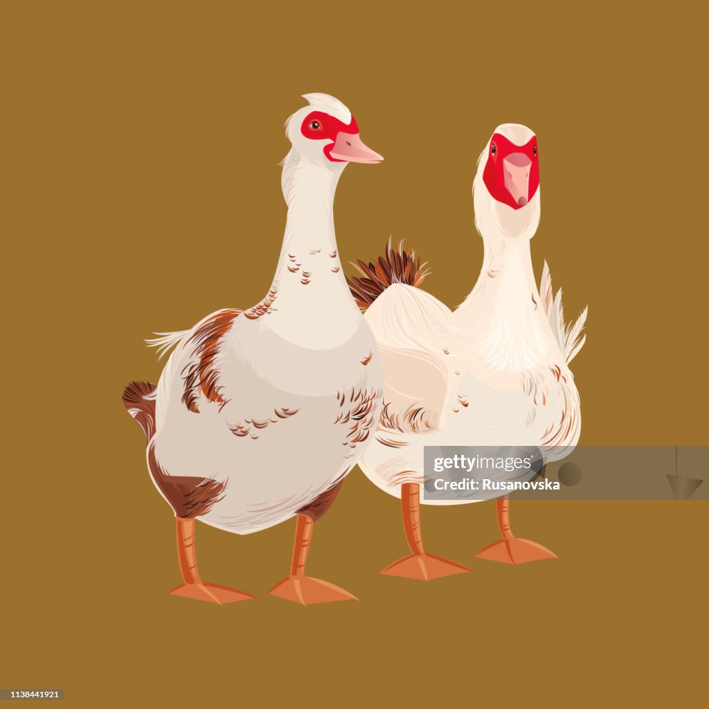 Patos Moscovy