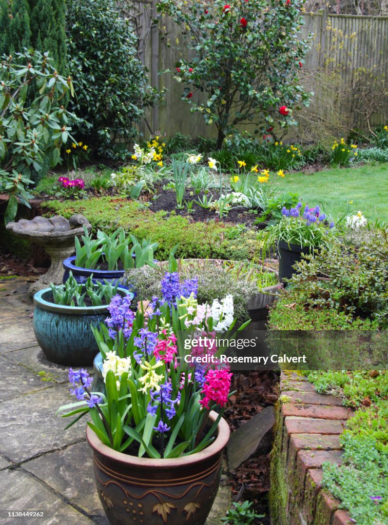 Bright flowers in early spring domestic garden, England.