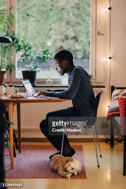 side view of boy using laptop on table while sitting by dog against window at home - dog homework stock pictures, royalty-free photos & images
