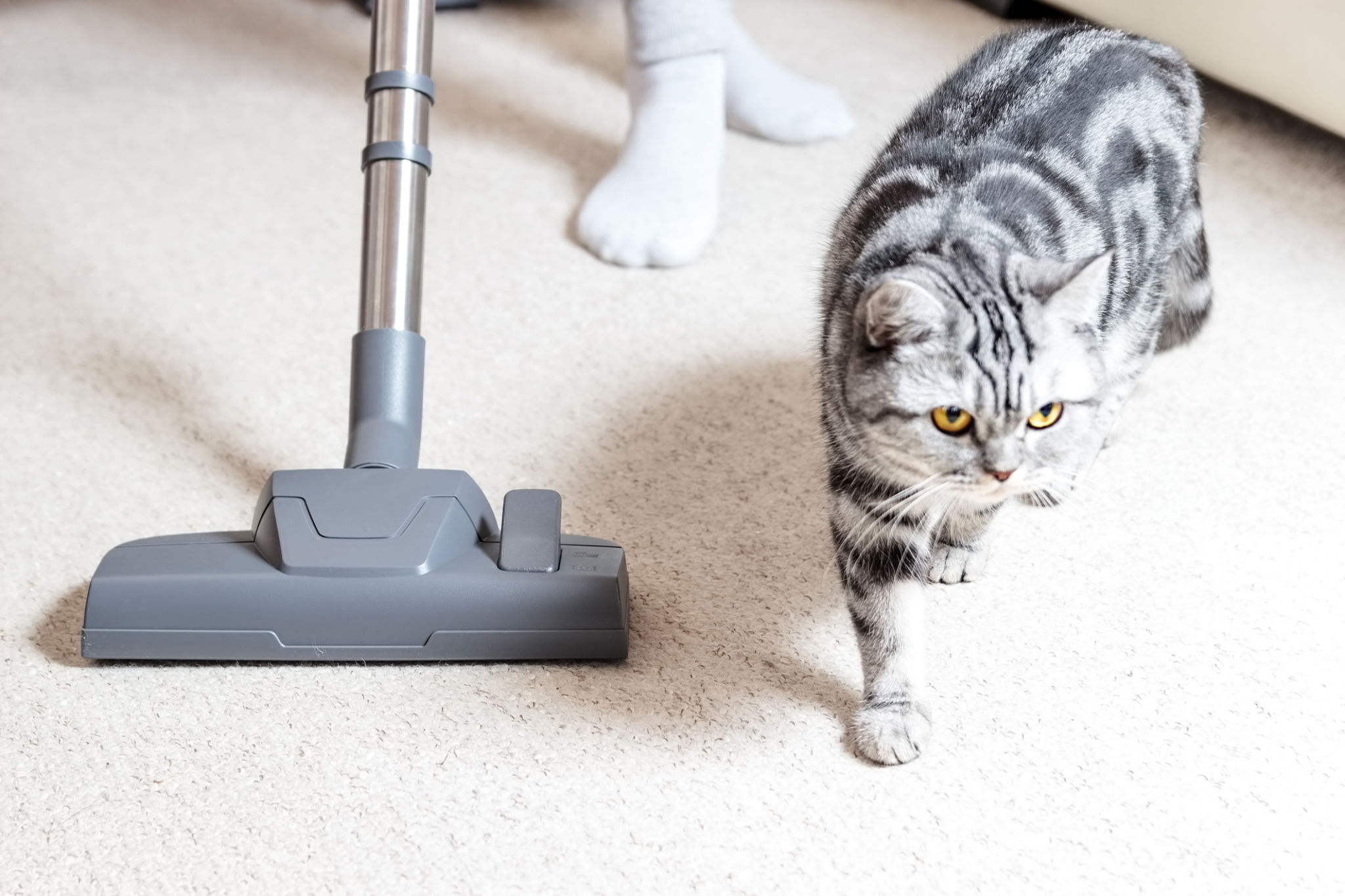 Vacuum cleaner. Carpet hoover. Cat hair. Vacuum cleaner. Carpet hoover. Cat hair.
