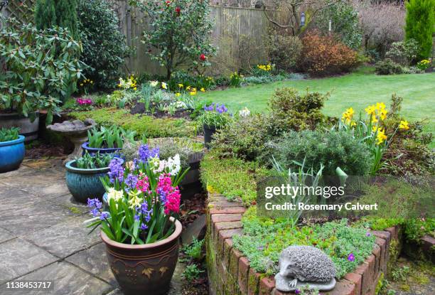 early spring flowers in domestic garden, england. - flower bed stock pictures, royalty-free photos & images