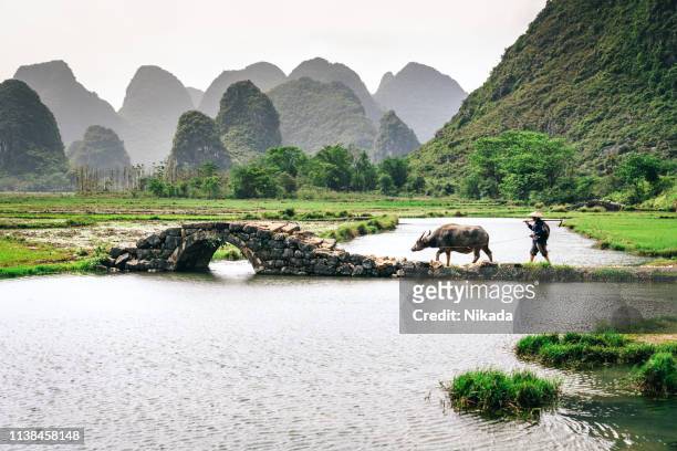old chinese farmer with water buffalo against rice field - guangxi zhuang autonomous region china stock pictures, royalty-free photos & images