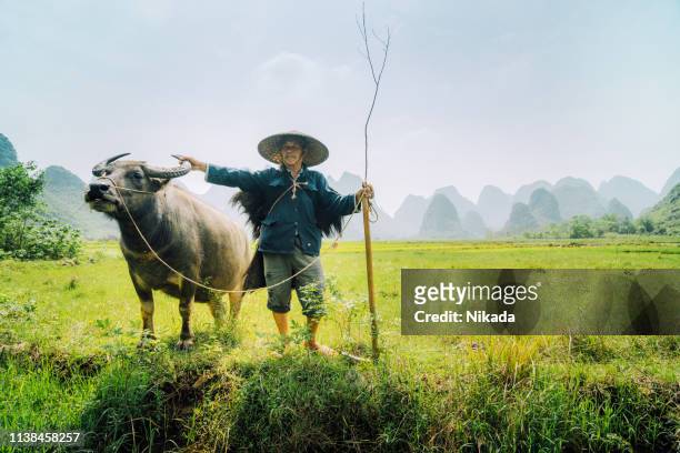 vieux fermier chinois avec le buffle d'eau contre le champ de riz - kérabau photos et images de collection