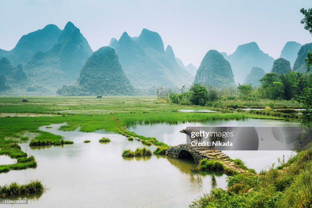 Alter chinesischer Landwirt mit Wasserbüffel gegen Reisfeld