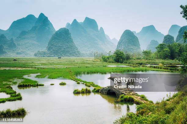 alter chinesischer landwirt mit wasserbüffel gegen reisfeld - chinese man stock-fotos und bilder