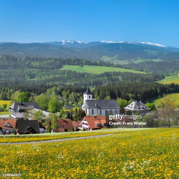 blooming dandelion meadows with view from breitnau to feldberg, black forest, baden-wuerttemberg, germany - black forest germany stock pictures, royalty-free photos & images