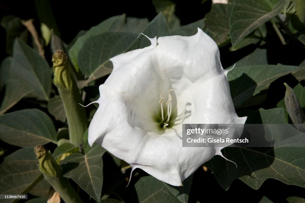 White flower of Sacred datura (Datura wrightii), Valley of Fire, Nevada, USA