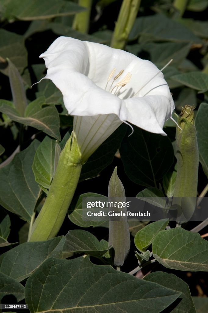 White flower of Sacred datura (Datura wrightii), Valley of Fire, Nevada, USA