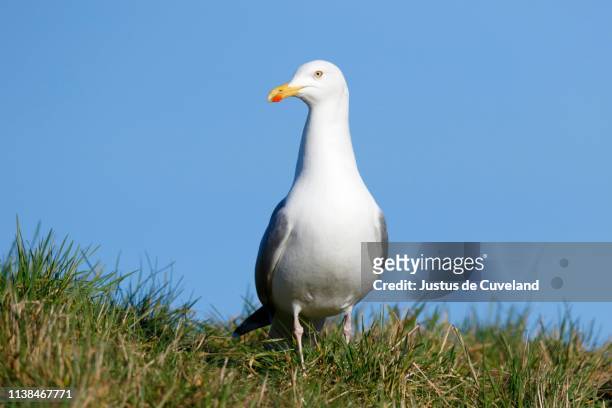 european herring gull (larus argentatus), north sea coast, schleswig-holstein, germany - herring gull stock pictures, royalty-free photos & images