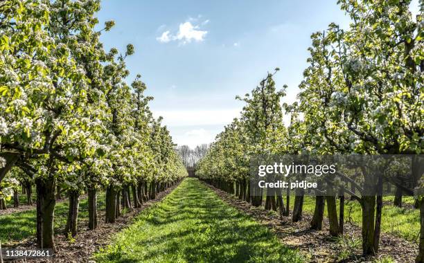 frühlings-apfelgarten - apfelbaum blüte stock-fotos und bilder