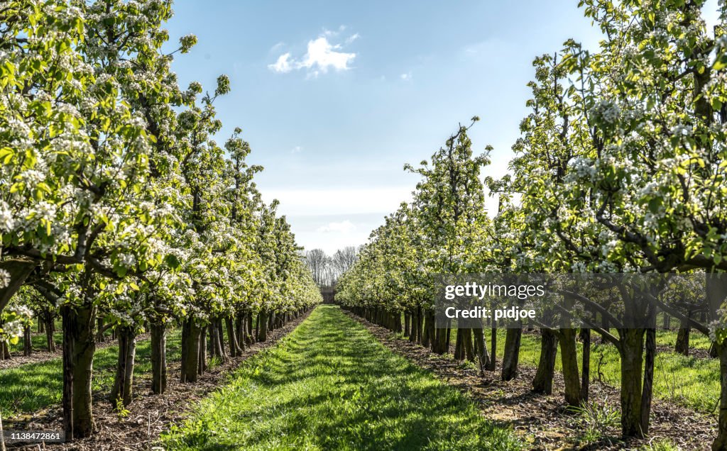 Spring apple orchard