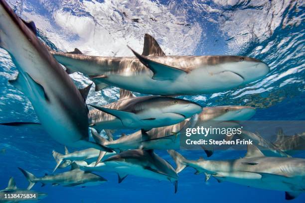Column Fish 44 Water Column Fish Stock Photos, High-Res Pictures, and Images ...