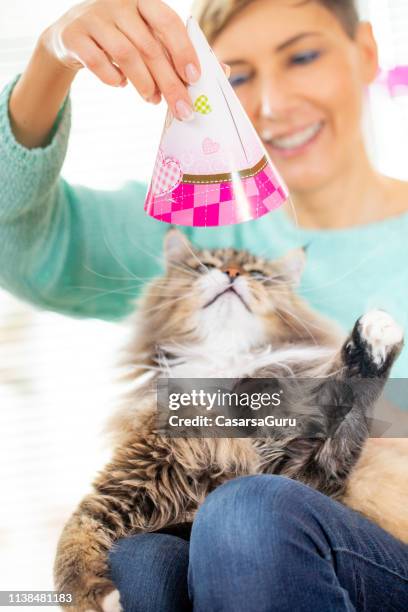 female pet owner enjoying with her siberian cat on his birthday - happy birthday cat stock pictures, royalty-free photos & images