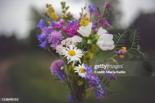vildplockad blombukett med svenska sommarblommor - svensk sommar bildbanksfoton och bilder