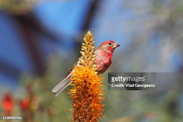 finch - yellow finch stock pictures, royalty-free photos & images