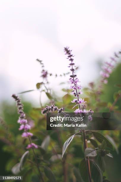 basil in bloom (ocimum basilicum yemenite) - basilika bildbanksfoton och bilder