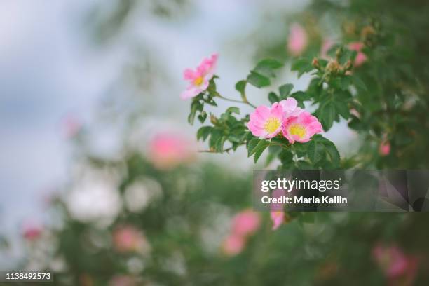 wild pink roses - wild rose stock pictures, royalty-free photos & images