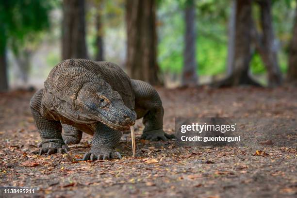 wildlife shot van een komodo draak (varanus komodoensis) - komodo varaan stockfoto's en -beelden