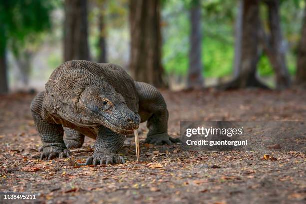 wildlife shot of a komodo dragon (varanus komodoensis) - flores indonesia stock pictures, royalty-free photos & images