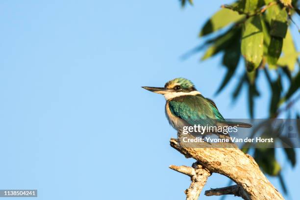 sacred kingfisher (todiramphus sanctus) - kookaburra stock-fotos und bilder