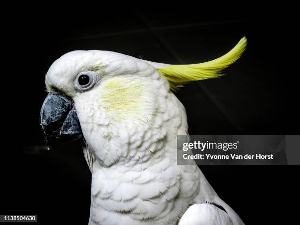 sulphur-crested cockatoo ( cacatua galerita) - cacatúa fotografías e imágenes de stock