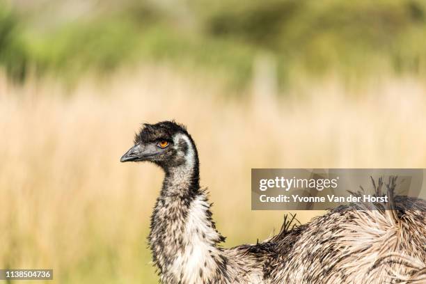 Emu In Bush 81 Emu Bush Stock Photos, High-Res Pictures, and Images - Getty Images
