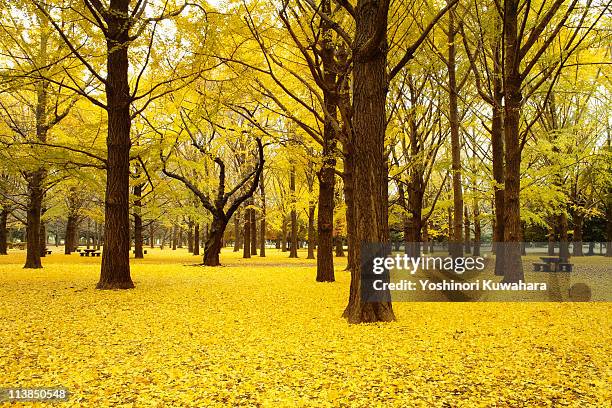 fall ginkgo tree - ginkgo stock pictures, royalty-free photos & images