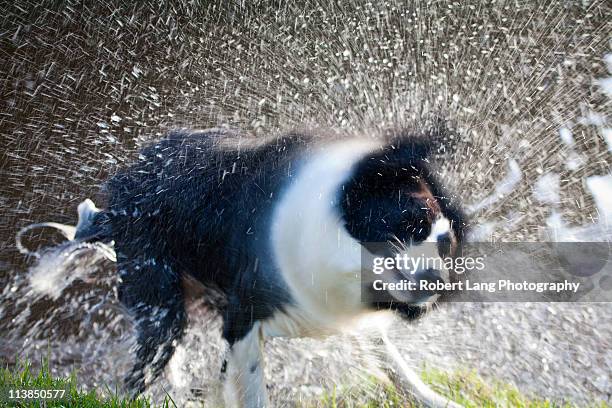 shaking dog - coomunga stock pictures, royalty-free photos & images