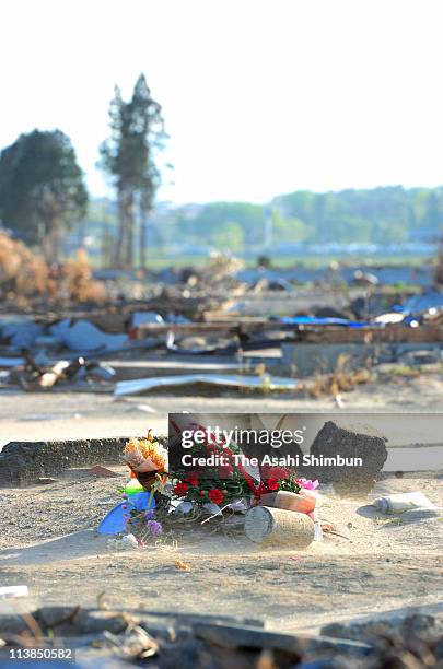 Red carnations are seen at the place where a house used to stand on mother's day, on May 8, 2011 in Minamisoma, Fukushima, Japan. The government's...
