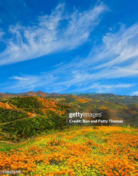 poppy super bloom på walker canyon lake elsinore, ca (p) - riverside county bildbanksfoton och bilder