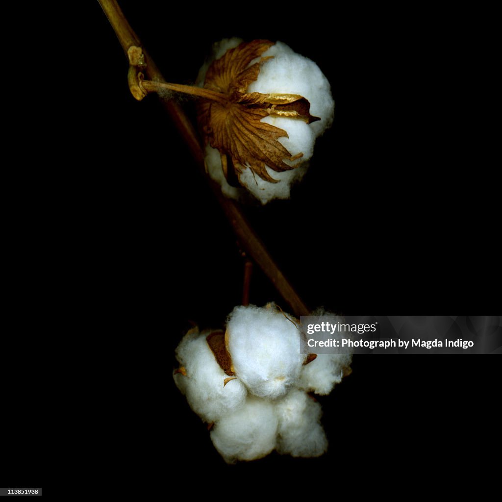 Cotton