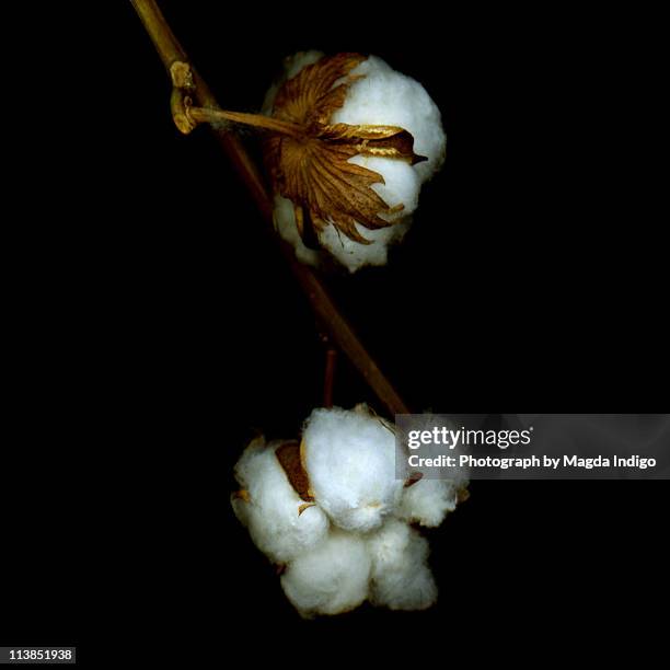Cotton Seed Pod Photos and Premium High Res Pictures Getty Images Cotton Seed Pod Photos and Premium High Res Pictures Getty Images