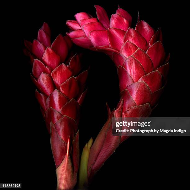 red ginger flowers - ginger flower stock pictures, royalty-free photos & images