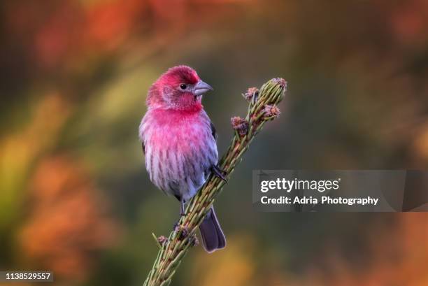 male house finch - house finch stock pictures, royalty-free photos & images