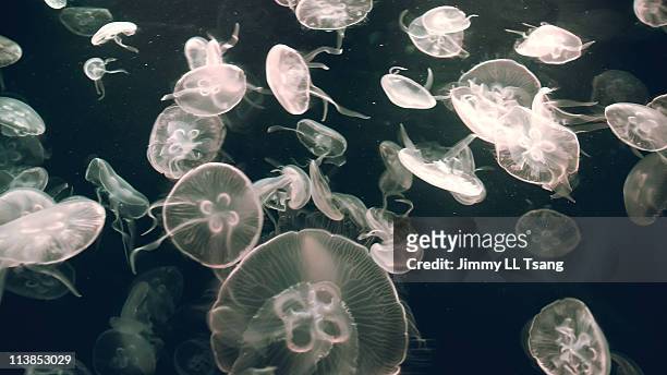many jellyfish - jellyfish stock pictures, royalty-free photos & images