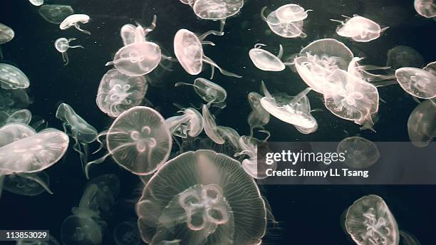 many jellyfish - jellyfish - fotografias e filmes do acervo
