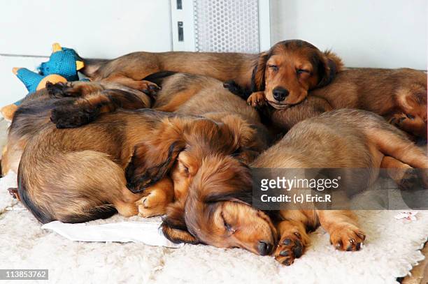 sleeping pile - grupo mediano de animales fotografías e imágenes de stock