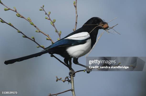 a pretty magpie, pica pica, perched on a branch of a hawthorn tree with food and nesting material in its beak. - birds nest stock pictures, royalty-free photos & images