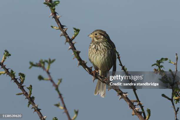 a pretty corn bunting, emberiza calandra, perched on a branch of a thorny bramble bush. - thorn bush stock pictures, royalty-free photos & images
