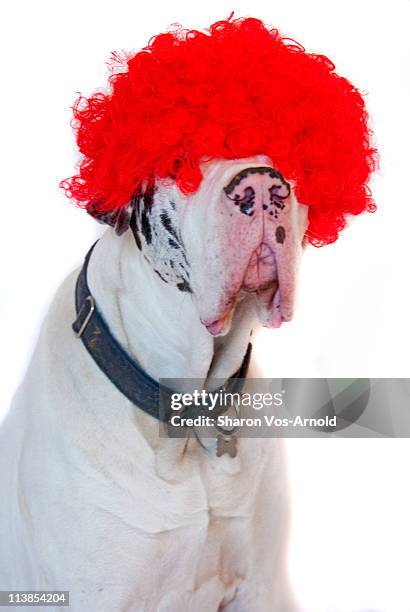 great dane dog wearing a red curly wig - curly wig stock pictures, royalty-free photos & images