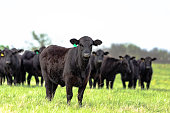 Black Angus herd with heifer in front in focus