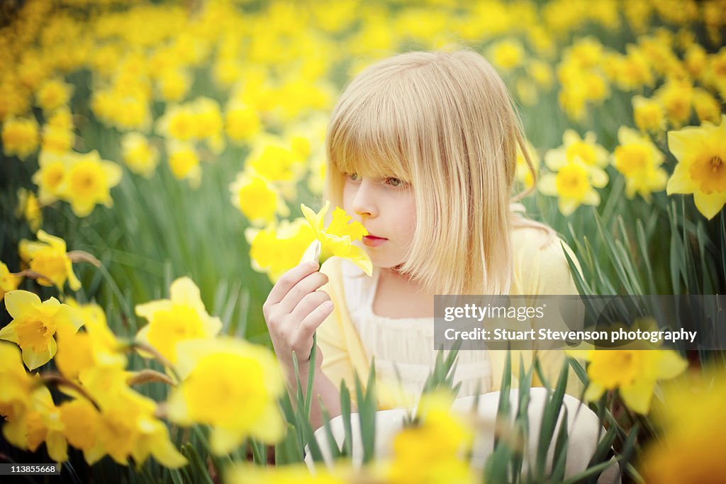 Daffodils