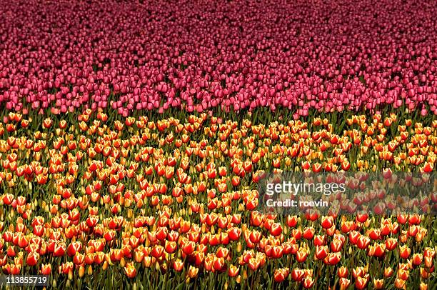 tulip field - almere stockfoto's en -beelden