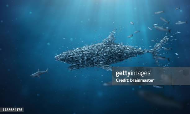 school of fish stronger together teamwork - shark stock pictures, royalty-free photos & images