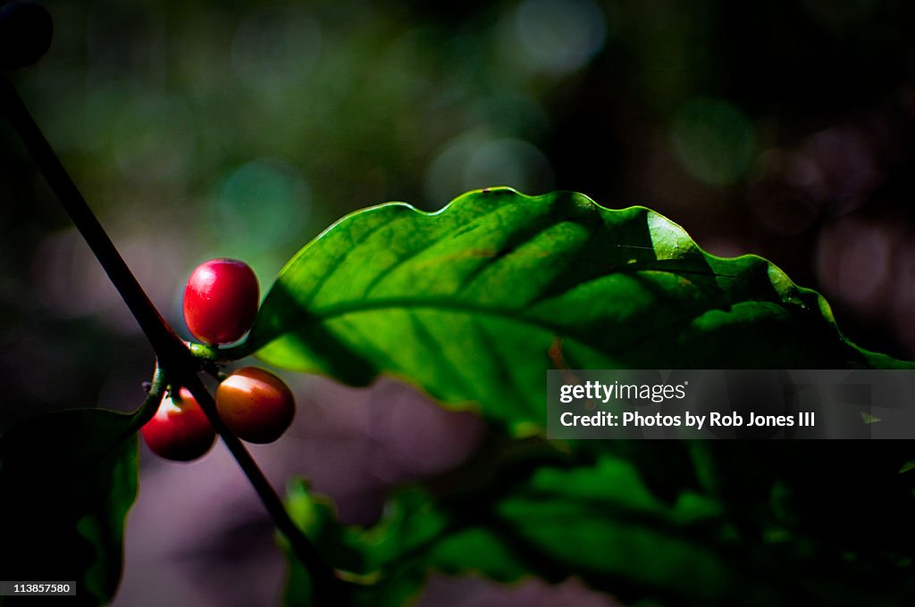 Wild Molokai Coffee