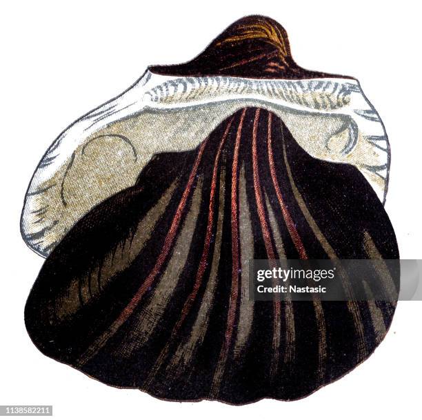 Illustrations, cliparts, dessins animés et icônes de Hand Holding Conch ...