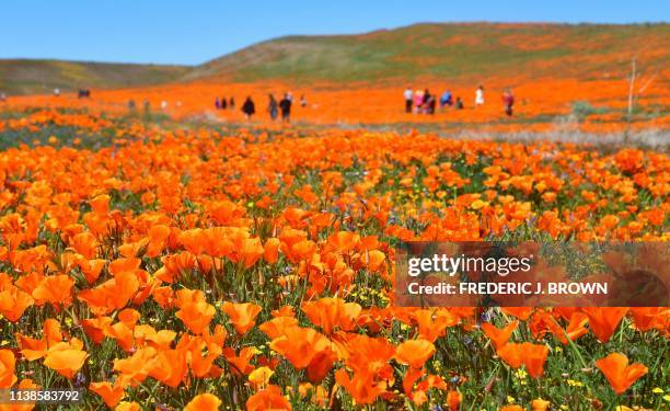 People visit the poppy fields at the Antelope Valley Poppy Reserve in Lancaster, California on April 21, 2019 to view the orange Poppies and other...