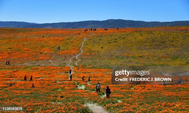 People visit the poppy fields at the Antelope Valley Poppy Reserve in Lancaster, California on April 21, 2019 to view the orange Poppies and other...