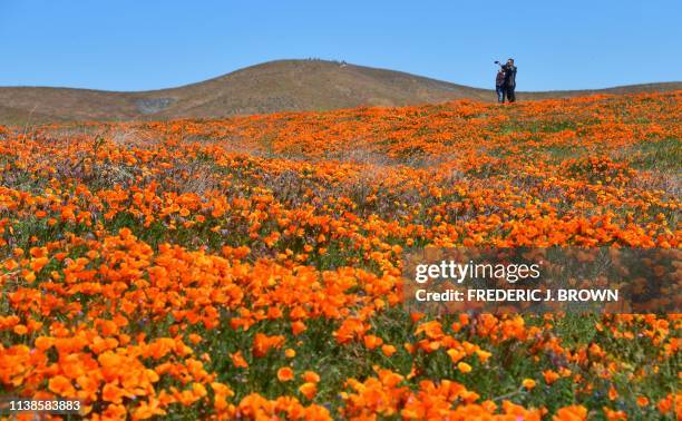 People visit the poppy fields at the Antelope Valley Poppy Reserve in Lancaster, California on April 21, 2019 to view the orange Poppies and other...