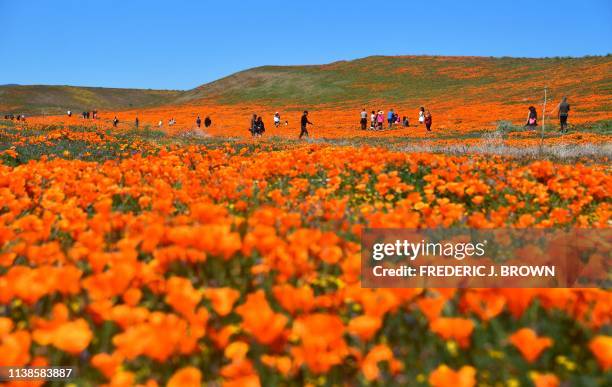 People visit the poppy fields at the Antelope Valley Poppy Reserve in Lancaster, California on April 21, 2019 to view the orange Poppies and other...